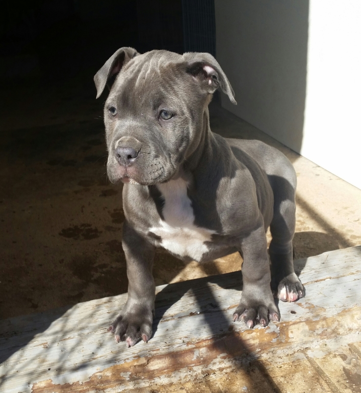 Fort blue's Ammo Fort Blue