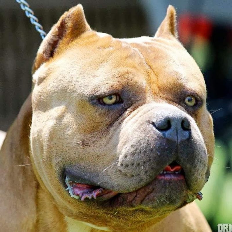 download american bully champion bloodline for sale