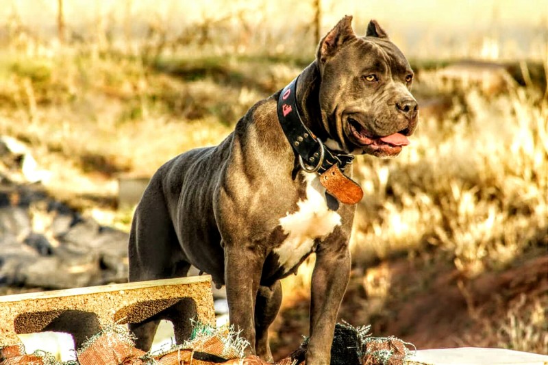 Fort blue's Ammo Fort Blue