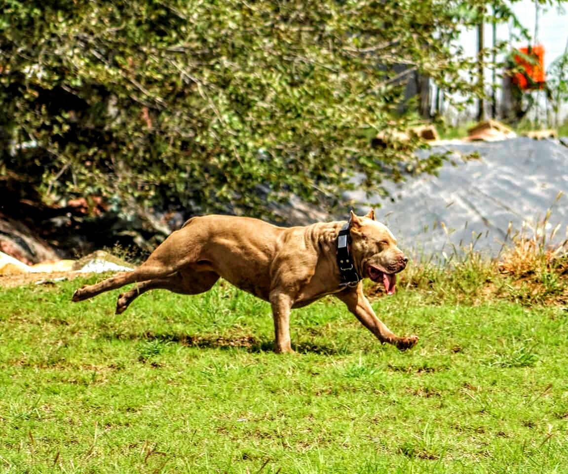 Fort blue's Hail to Arms (aka) Armiee Fort Blue