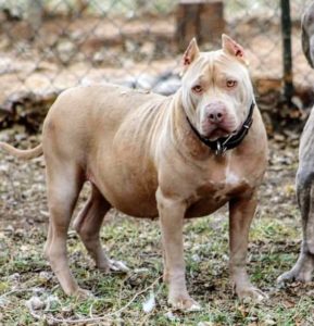 free download american bully champion bloodline for sale