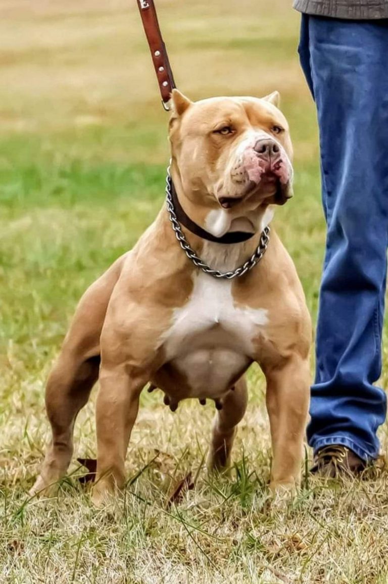 Texas american bully breeder - top american bully bloodlines in USA ...