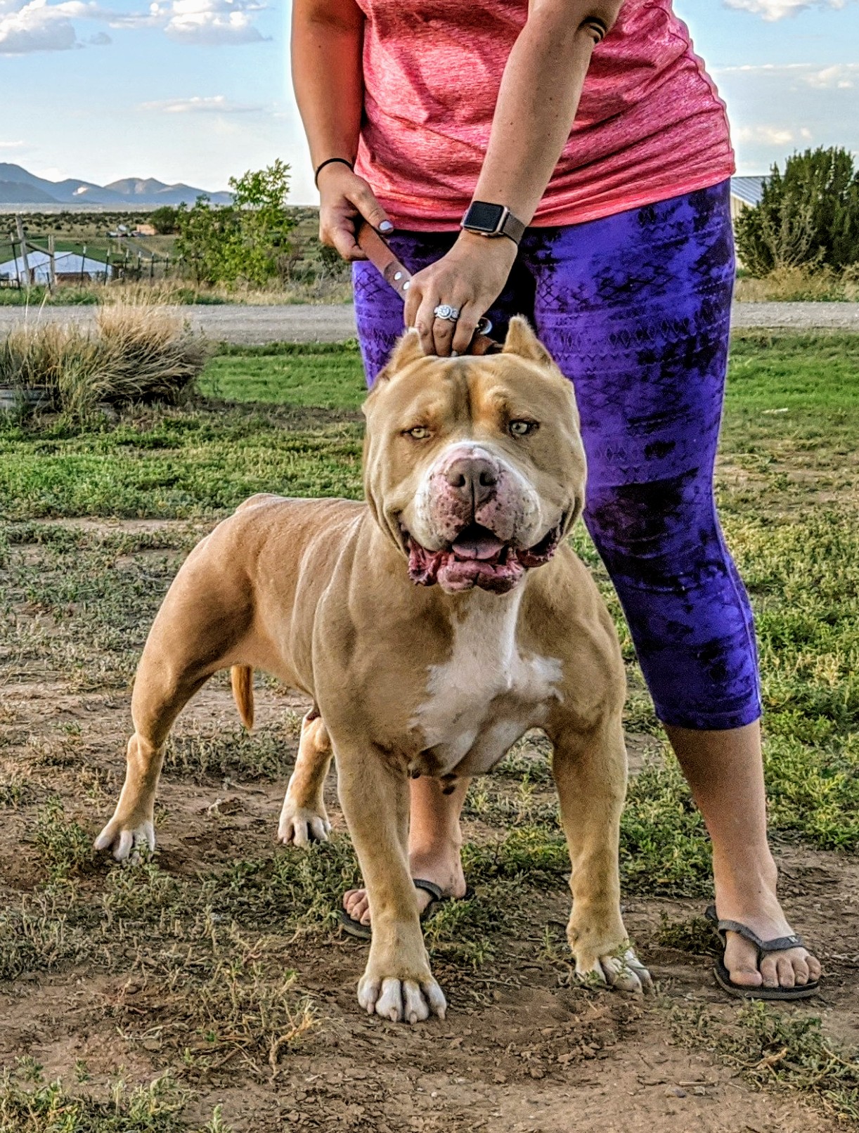 Texas american bully breeder american bully USA xl pitbull puppies